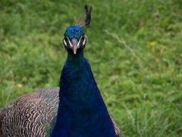 Prøv en rolig bondegårdsferie