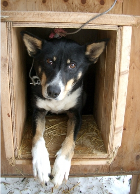 Hvordan er det at have kæledyr?